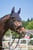 Horse ad