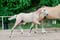 Annuncio cavallo