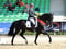 Horse ad