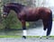 Horse ad