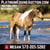 Horse ad