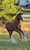 Horse ad