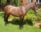 Anuncio de caballos