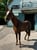 Annuncio cavallo