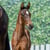 Horse ad