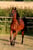 Horse ad