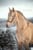 Horse ad