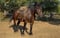 Horse ad