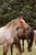 Horse ad
