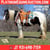 Horse ad
