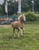Annuncio cavallo