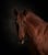 Horse ad