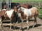 Horse ad
