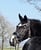 Annuncio cavallo