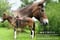 Horse ad