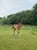 Annuncio cavallo