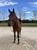 Horse ad