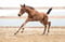Horse ad