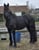 Annuncio cavallo