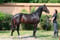 Annuncio cavallo