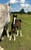 Horse ad