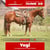 Annuncio cavallo
