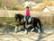 Annonce cheval