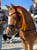 Horse ad