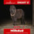 Horse ad