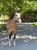 Annuncio cavallo
