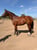 Horse ad