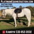 Horse ad