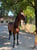 Annuncio cavallo