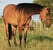 Horse ad