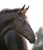 Annuncio cavallo