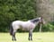 Horse ad