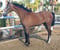 Annuncio cavallo