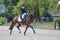 Annuncio cavallo