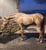Horse ad