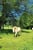 Horse ad