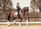 Annuncio cavallo