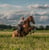 Horse ad