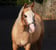 Annuncio cavallo
