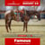 Paardadvertentie