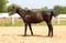 Horse ad