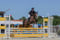 Horse ad