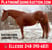 Horse ad