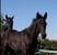 Annonce cheval