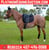 Horse ad