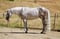 Paardadvertentie